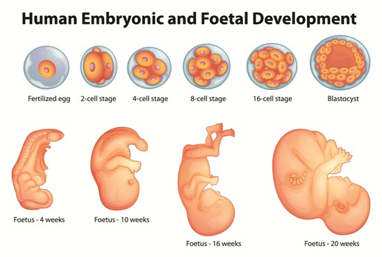 Prenatal Development: How Your Baby Grows During Pregnancy