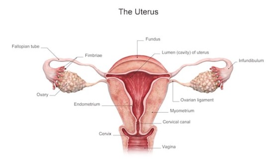 can damage your Uterus health
