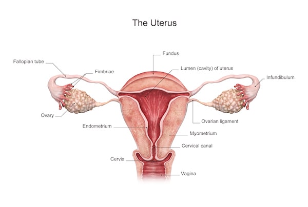 can damage your Uterus health