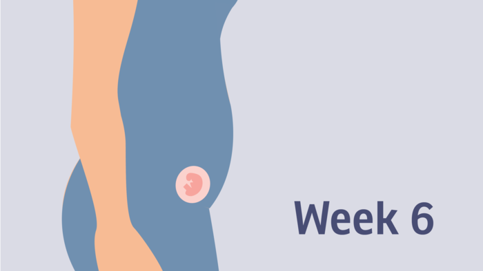 Week 6 Pregnancy